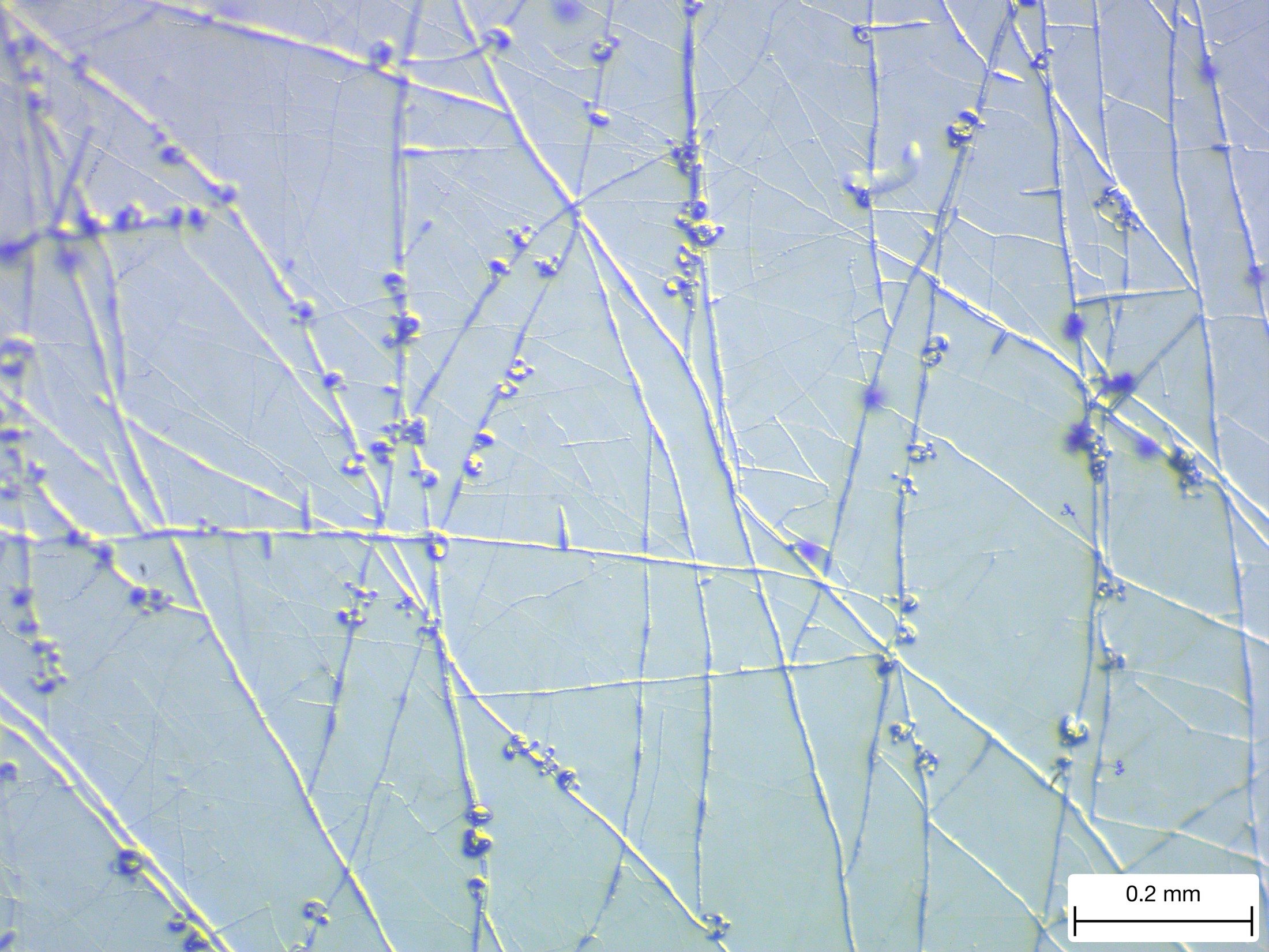 Microscopy sample for trap annotation practice